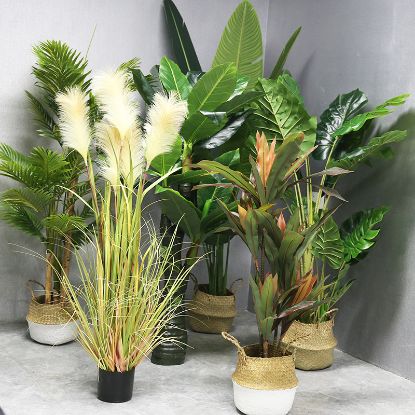 图片 植物