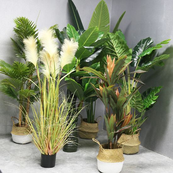 图片 植物