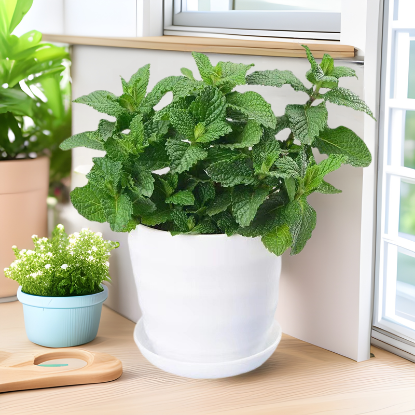 图片 植物